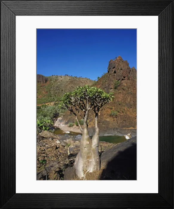 Framed Print : Rose of Desert (Adenium Obesum ssp. Sokotranum), Dihamri Beach, Socotra Island, Yemen, Middle East Framed Print : Rose of Desert (Adenium Obesum ssp. Sokotranum), Dihamri Beach, Socotra Island, Yemen, Middle East