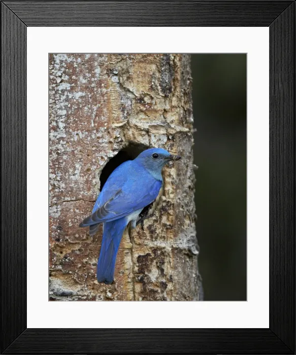 Framed Print : Male Mountain Bluebird (Sialia currucoides) with food at the nest, Yellowstone National Park, Wyoming, United States of America, North America Framed Print : Male Mountain Bluebird (Sialia currucoides) with food at the nest, Yellowstone National Park, Wyoming, United States of America, North America