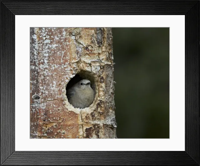 Framed Print : Female Mountain Bluebird (Sialia currucoides) at the nest, Yellowstone National Park, Wyoming, United States of America, North America Framed Print : Female Mountain Bluebird (Sialia currucoides) at the nest, Yellowstone National Park, Wyoming, United States of America, North America