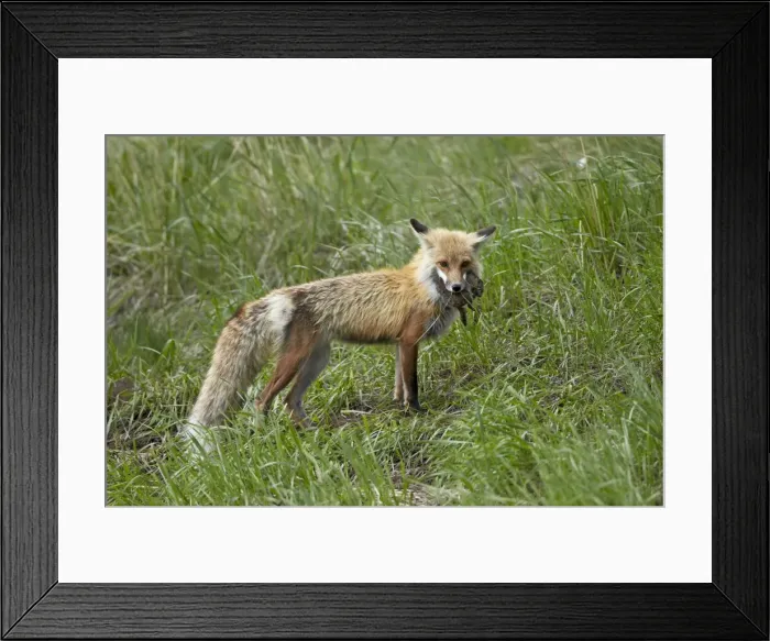 Framed Print : Red Fox (Vulpes vulpes) (Vulpes fulva) with prey, Yellowstone National Park, Wyoming, United States of America, North America Framed Print : Red Fox (Vulpes vulpes) (Vulpes fulva) with prey, Yellowstone National Park, Wyoming, United States of America, North America