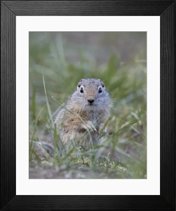 Framed Print : Young Uinta Ground Squirrel (Urocitellus armatus), Yellowstone National Park, Wyoming, United States of America, North America Framed Print : Young Uinta Ground Squirrel (Urocitellus armatus), Yellowstone National Park, Wyoming, United States of America, North America