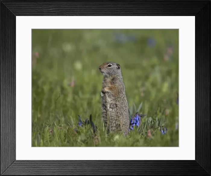 Framed Print : Uinta Ground Squirrel (Urocitellus armatus) among Mountain Bluebell (Mertensia ciliata), Yellowstone National Park, Wyoming, United States of America, North America Framed Print : Uinta Ground Squirrel (Urocitellus armatus) among Mountain Bluebell (Mertensia ciliata), Yellowstone National Park, Wyoming, United States of America, North America