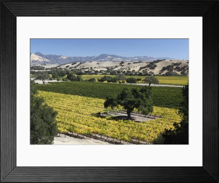 Framed Print : Firestone Winery vineyards, near Los Olivos, Santa Ynez Valley, Santa Barbara County, California, United States of America, North America Framed Print : Firestone Winery vineyards, near Los Olivos, Santa Ynez Valley, Santa Barbara County, California, United States of America, North America