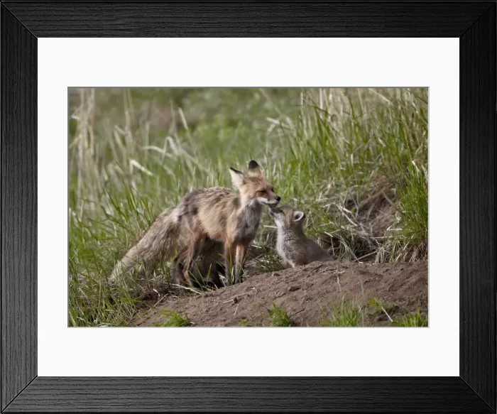 Framed Print : Red Fox (Vulpes vulpes) (Vulpes fulva) vixen and kit, Yellowstone National Park, Wyoming, United States of America, North America Framed Print : Red Fox (Vulpes vulpes) (Vulpes fulva) vixen and kit, Yellowstone National Park, Wyoming, United States of America, North America