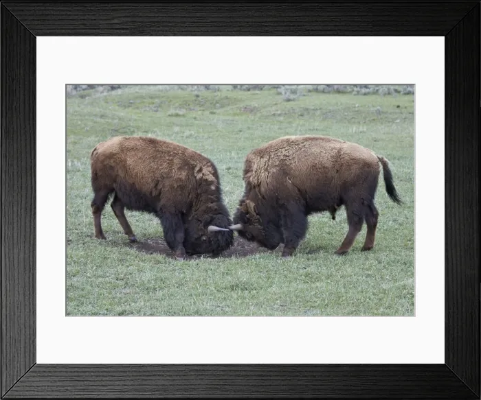 Framed Print : Two Bison (Bison bison) bulls sparring, Yellowstone National Park, Wyoming, United States of America, North America