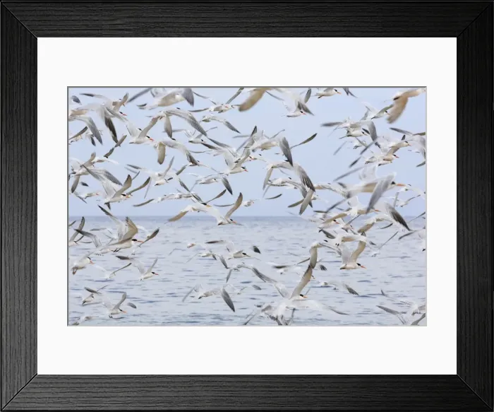 Framed Print : Terns on Capitola Beach, Capitola City, Santa Cruz County, California, United States of America, North America Framed Print : Terns on Capitola Beach, Capitola City, Santa Cruz County, California, United States of America, North America
