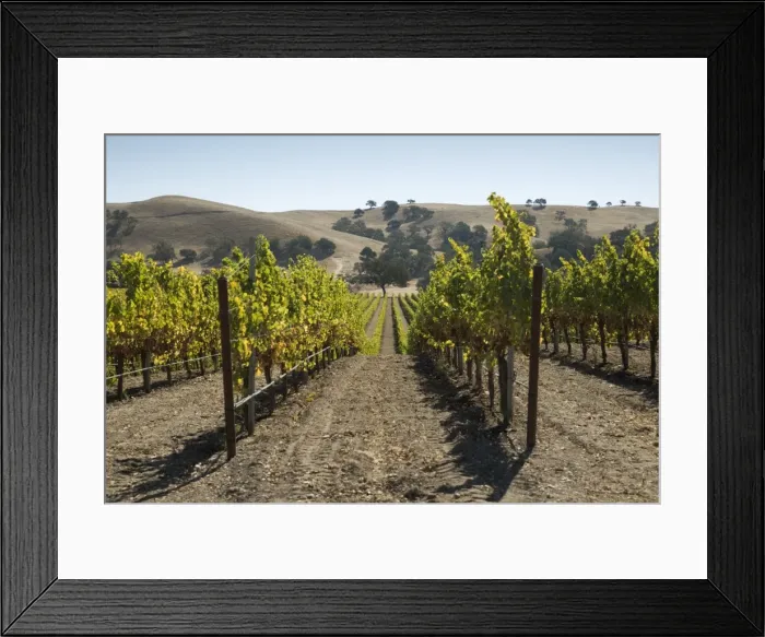 Framed Print : Vineyards and hills, near Los Olivos, Santa Ynez Valley, Santa Barbara County, California, United States of America, North America Framed Print : Vineyards and hills, near Los Olivos, Santa Ynez Valley, Santa Barbara County, California, United States of America, North America