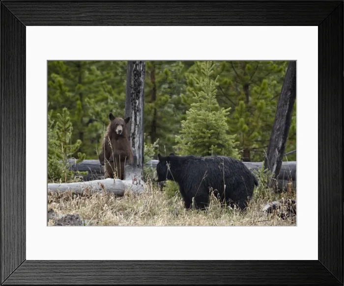 Framed Print : Black Bear (Ursus americanus) sow and cub, Yellowstone National Park, Wyoming, United States of America, North America Framed Print : Black Bear (Ursus americanus) sow and cub, Yellowstone National Park, Wyoming, United States of America, North America