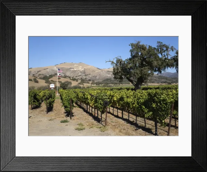 Framed Print : Zaca Mesa Winery and vineyards, Foxen Canyon Road, near Los Olivos, Santa Barbara County, California, United States of America, North America Framed Print : Zaca Mesa Winery and vineyards, Foxen Canyon Road, near Los Olivos, Santa Barbara County, California, United States of America, North America