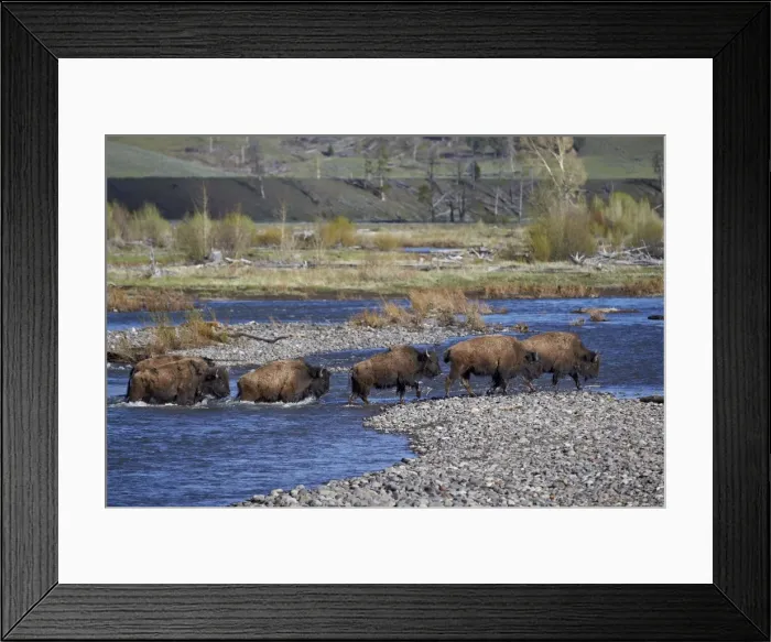 Framed Print : Line of Bison (Bison bison) crossing the Lamar River, Yellowstone National Park, UNESCO World Heritage Site, Wyoming, United States of America, North America Framed Print : Line of Bison (Bison bison) crossing the Lamar River, Yellowstone National Park, UNESCO World Heritage Site, Wyoming, United States of America, North America