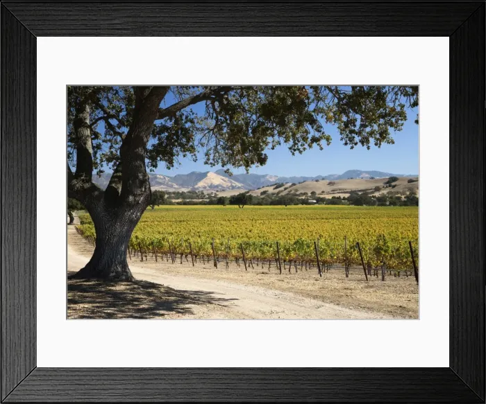 Framed Print : Autumnal vineyards, near Los Olivos, Santa Ynez Valley, Santa Barbara County, California, United States of America, North America Framed Print : Autumnal vineyards, near Los Olivos, Santa Ynez Valley, Santa Barbara County, California, United States of America, North America
