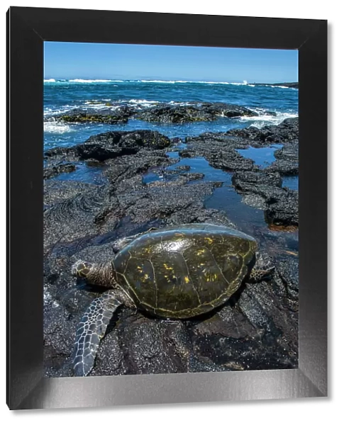 Sea turtle (Chelonioidea), Punaluu Black Sand Beach on Big Island, Hawaii, United States of America, Pacific