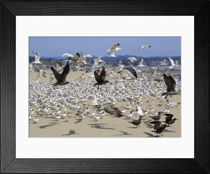 Framed Print : Terns and seagulls on Capitola Beach, Capitola City, Santa Cruz County, California, United States of America, North America Framed Print : Terns and seagulls on Capitola Beach, Capitola City, Santa Cruz County, California, United States of America, North America
