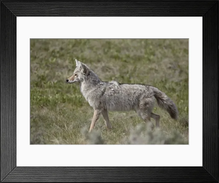 Framed Print : Coyote (Canis latrans), Yellowstone National Park, Wyoming, United States of America, North America Framed Print : Coyote (Canis latrans), Yellowstone National Park, Wyoming, United States of America, North America