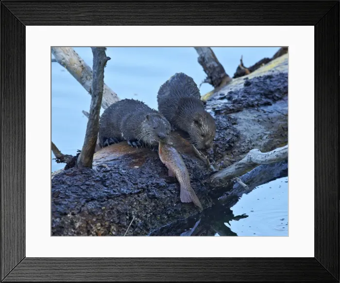 Framed Print : River Otter (Lutra canadensis) pups, Yellowstone National Park, Wyoming, United States of America, North America Framed Print : River Otter (Lutra canadensis) pups, Yellowstone National Park, Wyoming, United States of America, North America