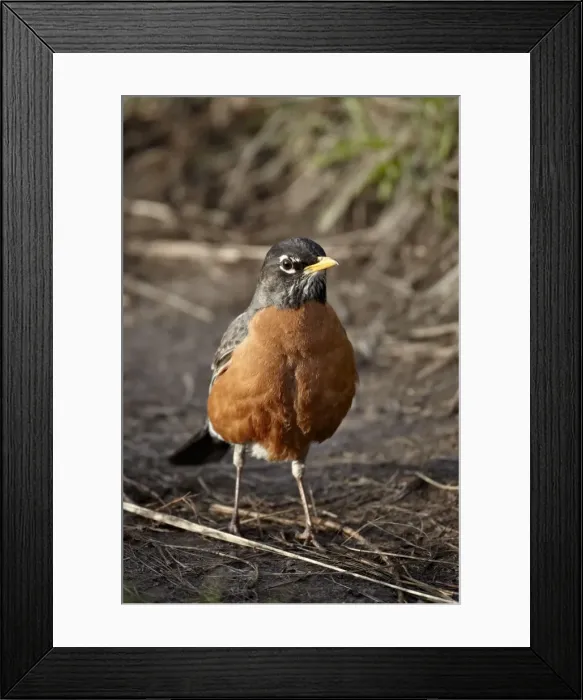 Framed Print : American Robin (Turdus migratorius), Yellowstone National Park, Wyoming, United States of America, North America Framed Print : American Robin (Turdus migratorius), Yellowstone National Park, Wyoming, United States of America, North America