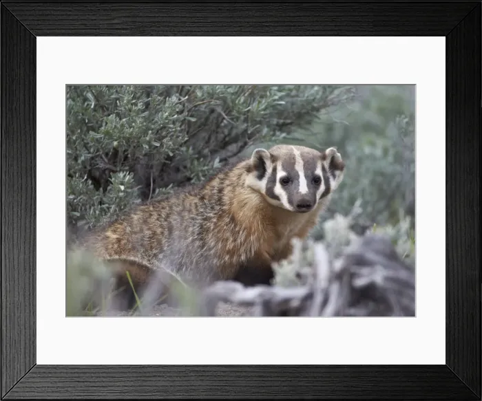 Framed Print : Badger (Taxidea taxus), Yellowstone National Park, Wyoming, United States of America, North America Framed Print : Badger (Taxidea taxus), Yellowstone National Park, Wyoming, United States of America, North America