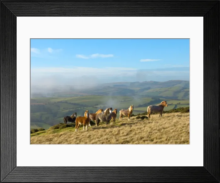 Framed Print : Welsh ponies, Eppynt, Cambrian Mountains, Powys, Wales, United Kingdom, Europe Framed Print : Welsh ponies, Eppynt, Cambrian Mountains, Powys, Wales, United Kingdom, Europe