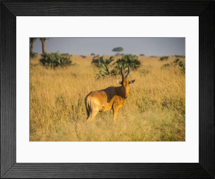Framed Print : Ugandan Kob (Kobus kob thomasi), Murchison Falls National Park, Uganda, East Africa, Africa Framed Print : Ugandan Kob (Kobus kob thomasi), Murchison Falls National Park, Uganda, East Africa, Africa