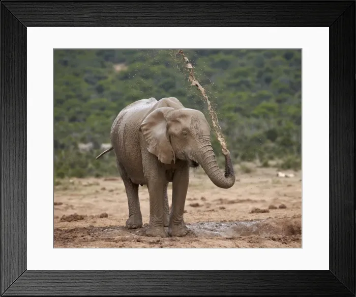 Framed Print : African elephant (Loxodonta africana) showering, Addo Elephant National Park, South Africa, Africa Framed Print : African elephant (Loxodonta africana) showering, Addo Elephant National Park, South Africa, Africa