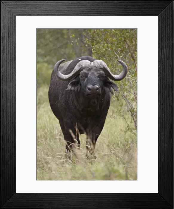 Framed Print : Cape Buffalo (African Buffalo) (Syncerus caffer), Kruger National Park, South Africa, Africa Framed Print : Cape Buffalo (African Buffalo) (Syncerus caffer), Kruger National Park, South Africa, Africa