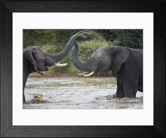 Framed Print : Two teenaged male African Elephant (Loxodonta africana) playing, Kruger National Park, South Africa, Africa Framed Print : Two teenaged male African Elephant (Loxodonta africana) playing, Kruger National Park, South Africa, Africa