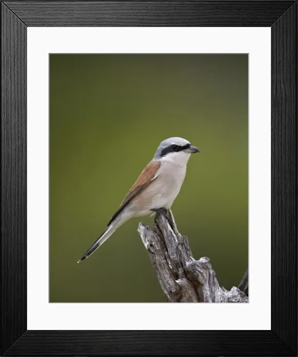 Framed Print : Male Red-Backed Shrike (Lanius collurio), Kruger National Park, South Africa, Africa