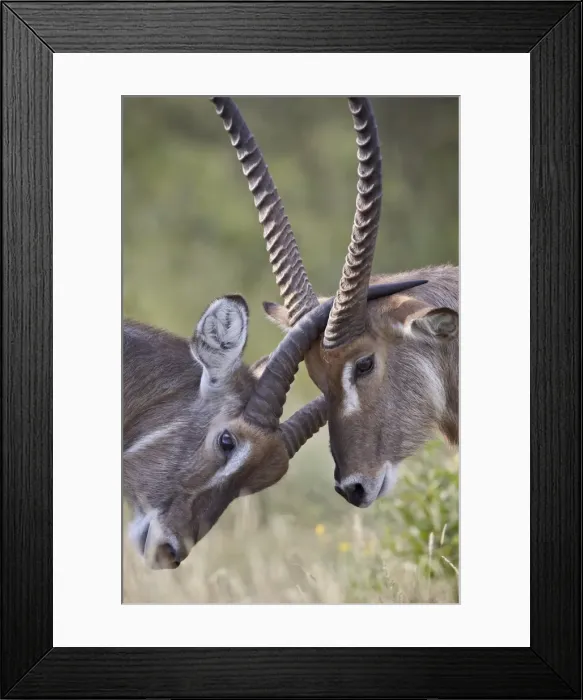 Framed Print : Common Waterbuck (Ellipsen Waterbuck) (Kobus ellipsiprymnus ) bucks, Kruger National Park, South Africa, Africa Framed Print : Common Waterbuck (Ellipsen Waterbuck) (Kobus ellipsiprymnus ) bucks, Kruger National Park, South Africa, Africa
