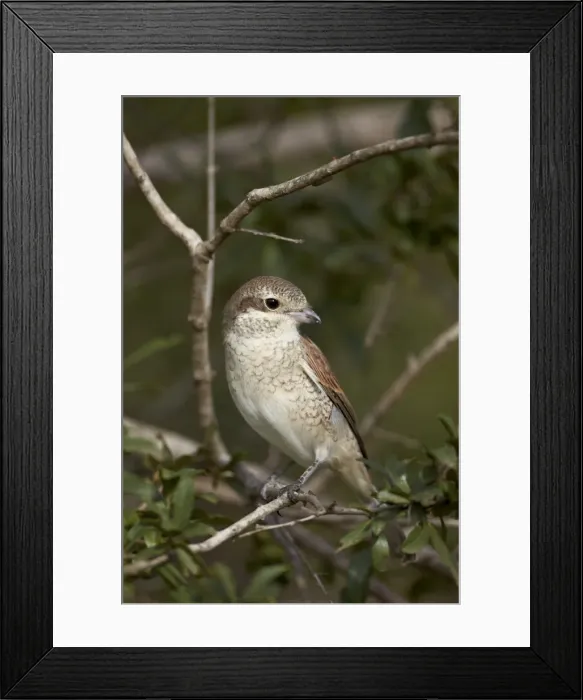 Framed Print : Female Red-Backed Shrike (Lanius collurio), Kruger National Park, South Africa, Africa Framed Print : Female Red-Backed Shrike (Lanius collurio), Kruger National Park, South Africa, Africa