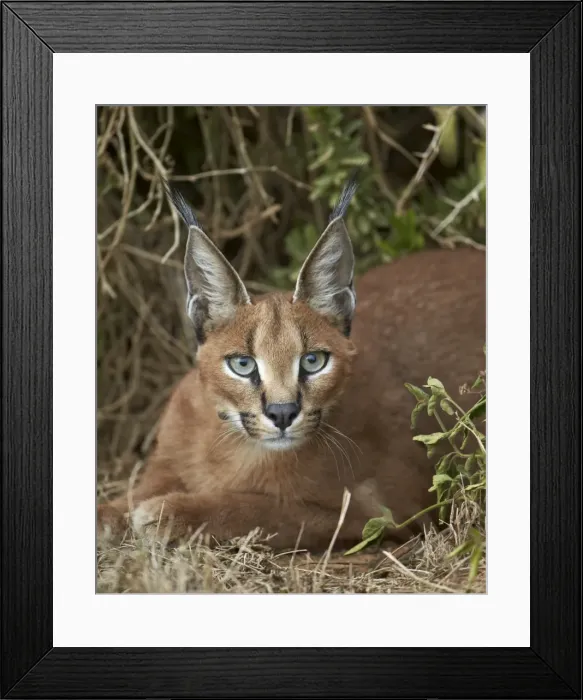 Framed Print : Caracal (Caracal caracal), Addo Elephant National Park, South Africa, Africa Framed Print : Caracal (Caracal caracal), Addo Elephant National Park, South Africa, Africa