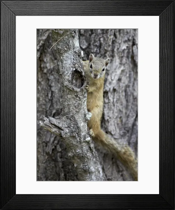 Framed Print : Tree squirrel (Smiths bush squirrel) (yellow-footed squirrel) (Paraxerus cepapi), Kruger National Park, South Africa, Africa Framed Print : Tree squirrel (Smiths bush squirrel) (yellow-footed squirrel) (Paraxerus cepapi), Kruger National Park, South Africa, Africa