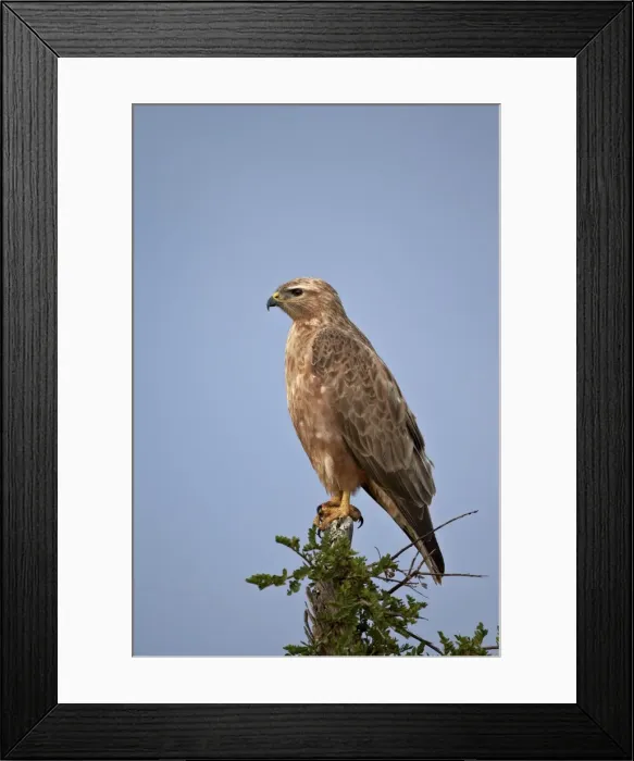 Framed Print : Steppe buzzard (common buzzard) (Buteo vulpinus or Buteo buteo vulpinus), Addo Elephant National Park, South Africa, Africa Framed Print : Steppe buzzard (common buzzard) (Buteo vulpinus or Buteo buteo vulpinus), Addo Elephant National Park, South Africa, Africa