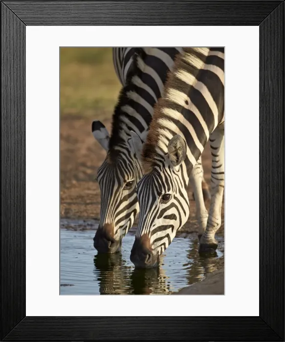 Framed Print : Two common zebra (plains zebra) (Burchells zebra) (Equus burchelli) drinking, Addo Elephant National Park, South Africa, Africa Framed Print : Two common zebra (plains zebra) (Burchells zebra) (Equus burchelli) drinking, Addo Elephant National Park, South Africa, Africa