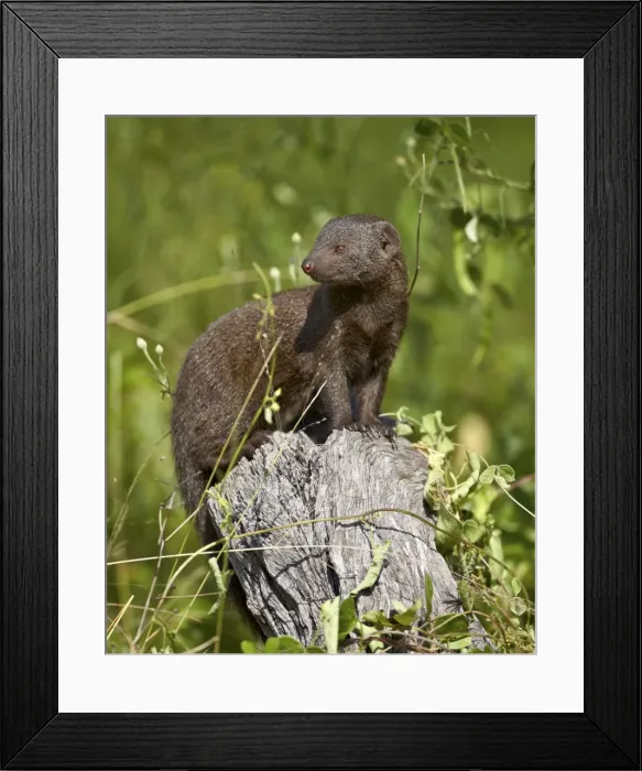 Framed Print : Dwarf mongoose (Helogale parvula), Kruger National Park, South Africa, Africa Framed Print : Dwarf mongoose (Helogale parvula), Kruger National Park, South Africa, Africa