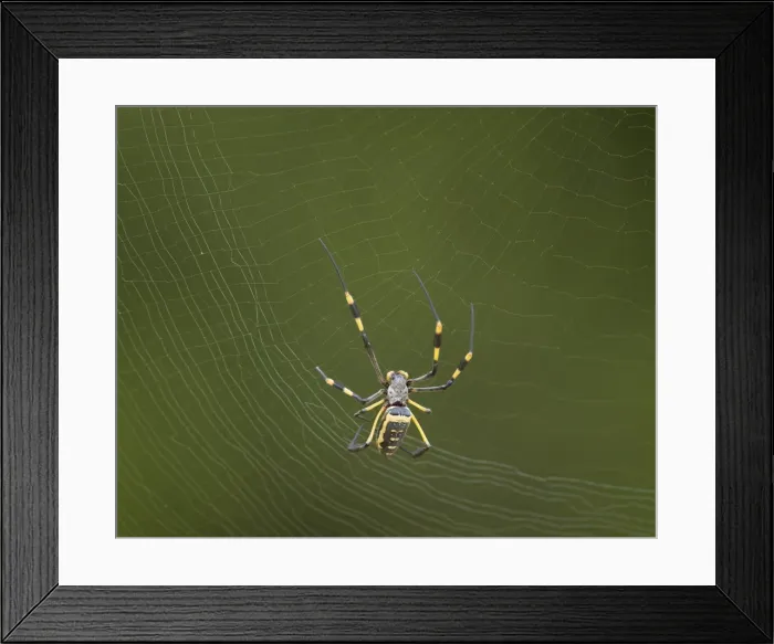 Framed Print : Female Banded-Legged Golden Orb Spider (Nephila senegalensis), Kruger National Park, South Africa, Africa Framed Print : Female Banded-Legged Golden Orb Spider (Nephila senegalensis), Kruger National Park, South Africa, Africa