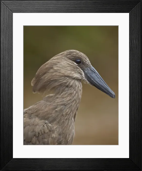 Framed Print : Hamerkop (Scopus umbretta), Hluhluwe Game Reserve, South Africa, Africa Framed Print : Hamerkop (Scopus umbretta), Hluhluwe Game Reserve, South Africa, Africa