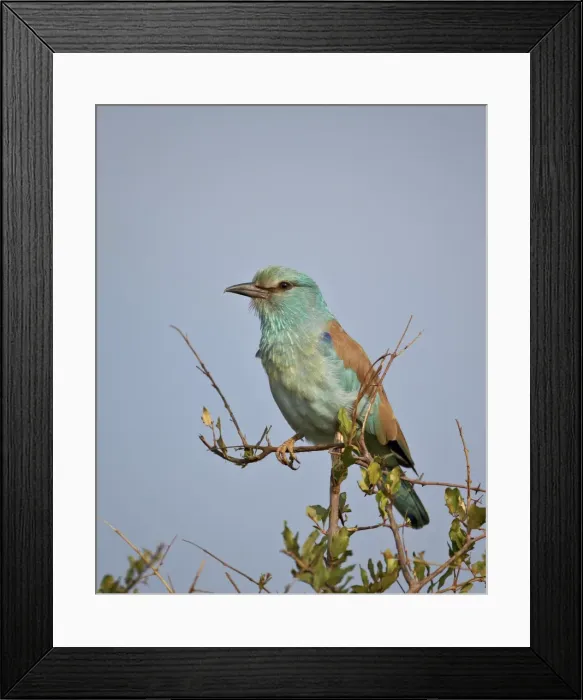 Framed Print : European roller (Coracias garrulus), Kruger National Park, South Africa, Africa Framed Print : European roller (Coracias garrulus), Kruger National Park, South Africa, Africa