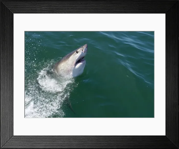 Framed Print : Great white shark (Carcharodon carcharias) at the surface at Kleinbaai in the Western Cape, South Africa, Africa Framed Print : Great white shark (Carcharodon carcharias) at the surface at Kleinbaai in the Western Cape, South Africa, Africa