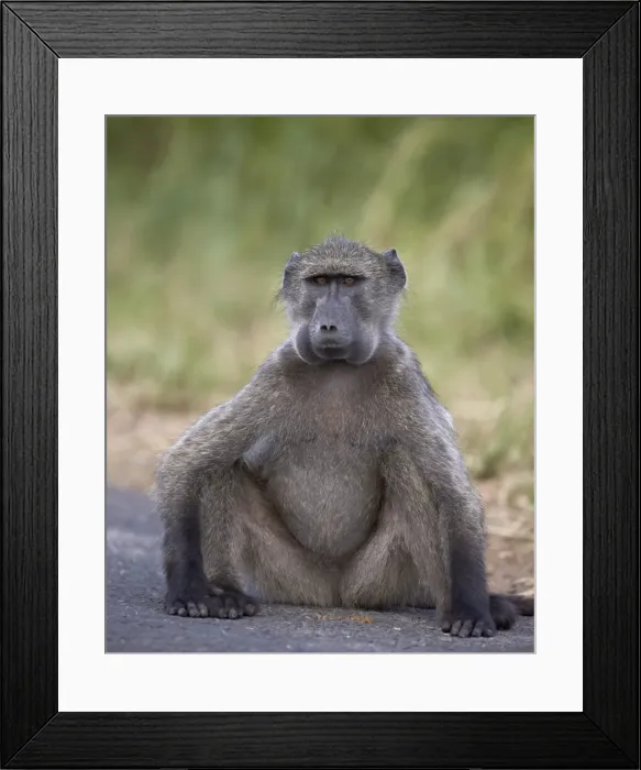 Framed Print : Chacma baboon (Papio ursinus) with its cheeks full of food, Hluhluwe Game Reserve, South Africa, Africa Framed Print : Chacma baboon (Papio ursinus) with its cheeks full of food, Hluhluwe Game Reserve, South Africa, Africa