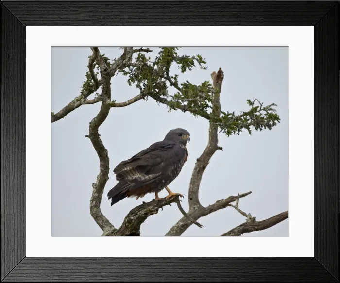 Framed Print : Jackal buzzard (Buteo rufofuscus), Addo Elephant National Park, South Africa, Africa Framed Print : Jackal buzzard (Buteo rufofuscus), Addo Elephant National Park, South Africa, Africa