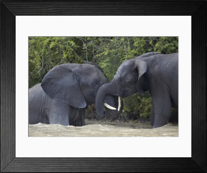 Framed Print : Two teenaged male African Elephant (Loxodonta africana) playing, Kruger National Park, South Africa, Africa Framed Print : Two teenaged male African Elephant (Loxodonta africana) playing, Kruger National Park, South Africa, Africa