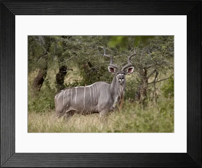 Framed Print : Greater kudu (Tragelaphus strepsiceros) buck, Imfolozi Game Reserve, South Africa, Africa Framed Print : Greater kudu (Tragelaphus strepsiceros) buck, Imfolozi Game Reserve, South Africa, Africa
