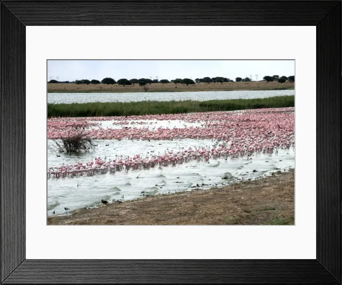 Framed Print : Kamfers Dam, a large pan north Kimberley, an important wetland with breeding colony of lesser flamingoes (Phoenicopterus minor), Northern Cape, South Africa, Africa Framed Print : Kamfers Dam, a large pan north Kimberley, an important wetland with breeding colony of lesser flamingoes (Phoenicopterus minor), Northern Cape, South Africa, Africa