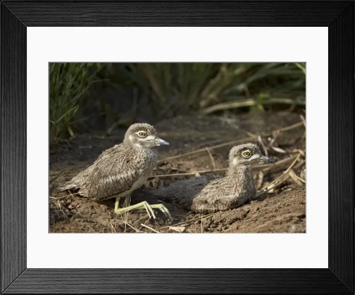 Framed Print : Two water thickknee (water dikkop) (Burhinus vermiculatus) chicks, Hluhluwe Game Reserve, South Africa, Africa Framed Print : Two water thickknee (water dikkop) (Burhinus vermiculatus) chicks, Hluhluwe Game Reserve, South Africa, Africa