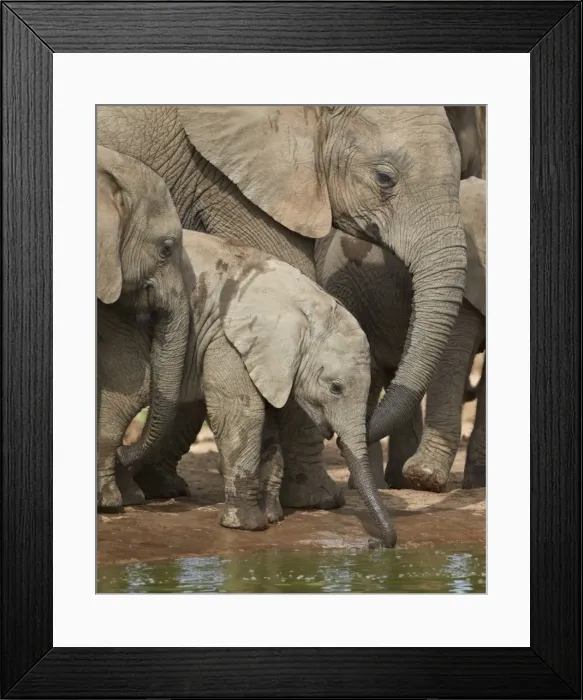 Framed Print : Baby African elephant (Loxodonta africana) drinking, Addo Elephant National Park, South Africa, Africa Framed Print : Baby African elephant (Loxodonta africana) drinking, Addo Elephant National Park, South Africa, Africa