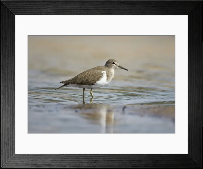 Framed Print : Common sandpiper (Actitis hypoleucos), Kruger National Park, South Africa, Africa Framed Print : Common sandpiper (Actitis hypoleucos), Kruger National Park, South Africa, Africa