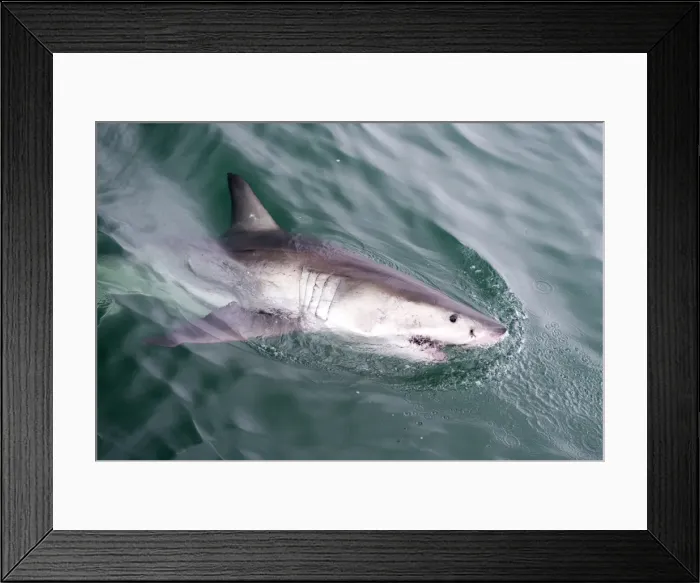 Framed Print : Great white shark (Carcharodon carcharias) at the surface at Kleinbaai in the Western Cape, South Africa, Africa Framed Print : Great white shark (Carcharodon carcharias) at the surface at Kleinbaai in the Western Cape, South Africa, Africa