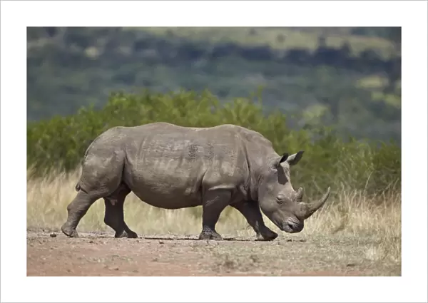 White rhinoceros (Ceratotherium simum), Hluhluwe Game Reserve, South Africa, Africa