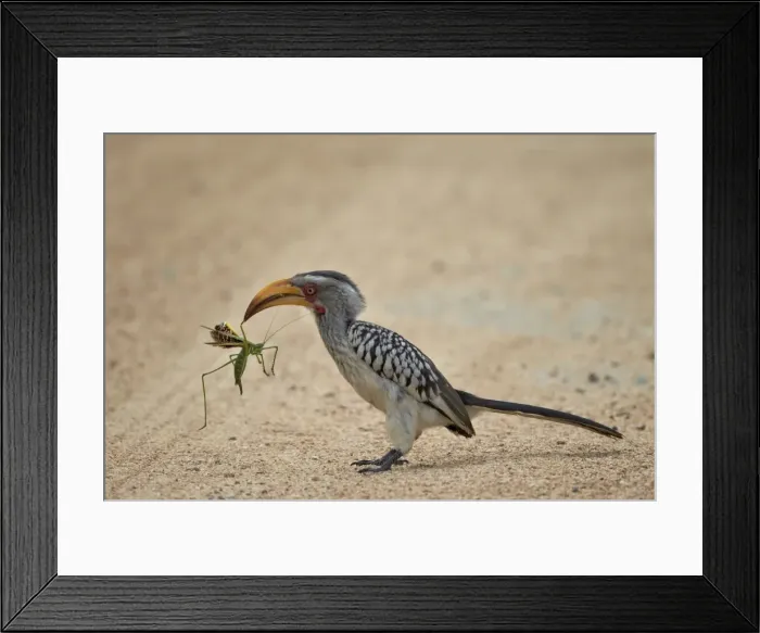 Framed Print : Southern yellow-billed hornbill (Tockus leucomelas) with a winged predatory katydid (Clonia wahlbergi), Kruger National Park, South Africa, Africa Framed Print : Southern yellow-billed hornbill (Tockus leucomelas) with a winged predatory katydid (Clonia wahlbergi), Kruger National Park, South Africa, Africa
