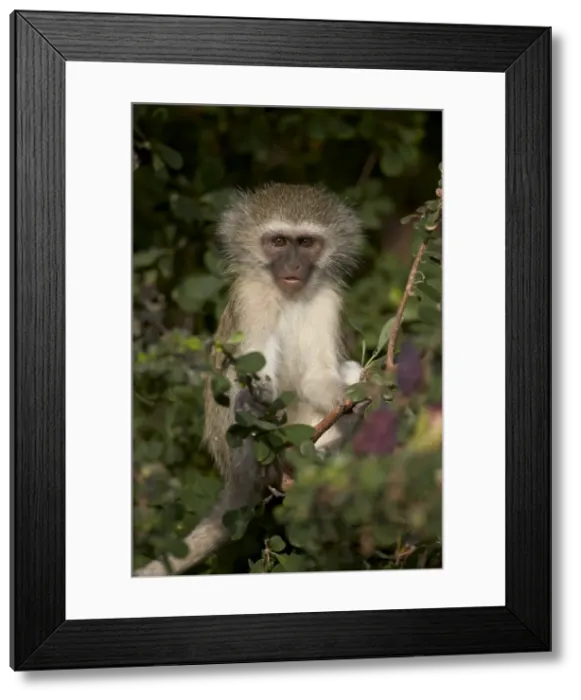 Framed Print : Young Vervet Monkey (Chlorocebus aethiops), Kruger National Park, South Africa, Africa Framed Print : Young Vervet Monkey (Chlorocebus aethiops), Kruger National Park, South Africa, Africa